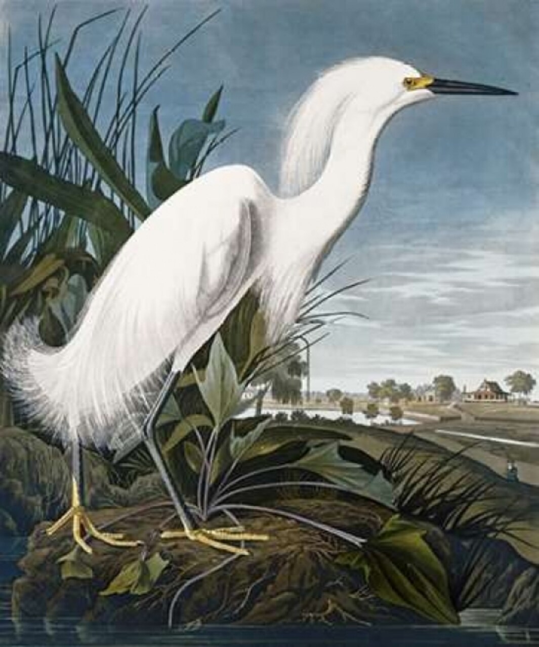 Snowy Heron Poster Print by John James Audubon - Item # VARPDX265884